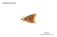 藏品(雙斑黃毒蛾)的圖片